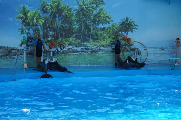 四只海豚在游泳池里打圈 — 图库照片