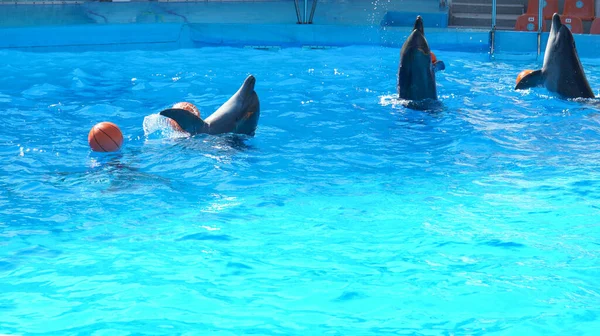 Cuatro Delfines Dando Vueltas Piscina Bolas — Foto de Stock