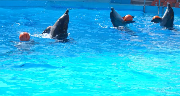 Delfines Nadando Agua — Foto de Stock