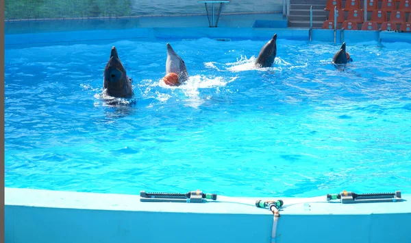 Cuatro Delfines Dando Vueltas Piscina Bolas — Foto de Stock