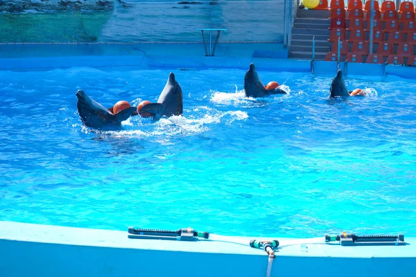 Delfines Nadando Agua — Foto de Stock