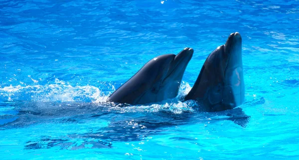 Delfines Nadando Agua — Foto de Stock