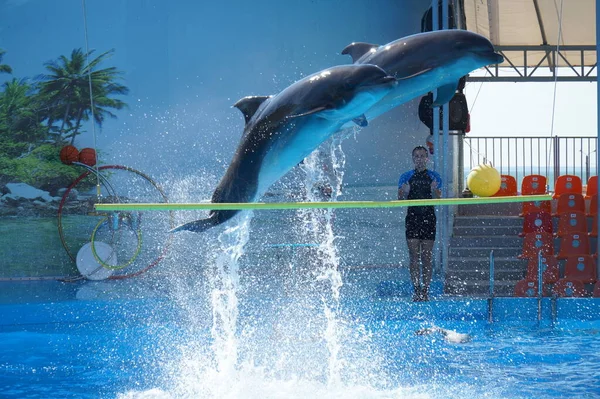 Dolfijnen Springen Uit Het Water Optreden Het Berdyansk Dolfinarium — Stockfoto