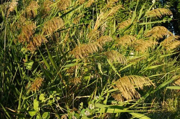 Die Spitzen Des Schilfs Wiegen Sich Wind — Stockfoto