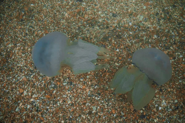 Jellyfish Cornerot Swims Sea Azov — Stock Photo, Image