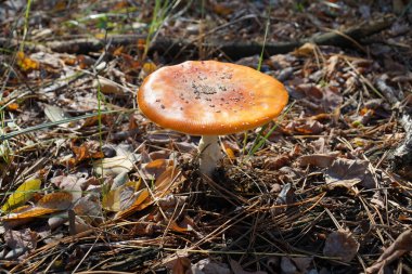 Sonbaharda yere düşen yapraklar arasında parlak bir sinek büyür.