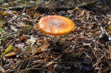 Sonbaharda yere düşen yapraklar arasında parlak bir sinek büyür.