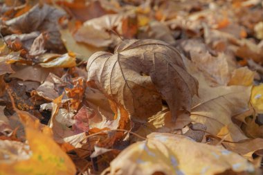 Sonbahar akçaağaç yaprakları arka plan