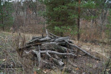 Sonbaharın sonlarında orman. Yapraksız ağaç dalları.