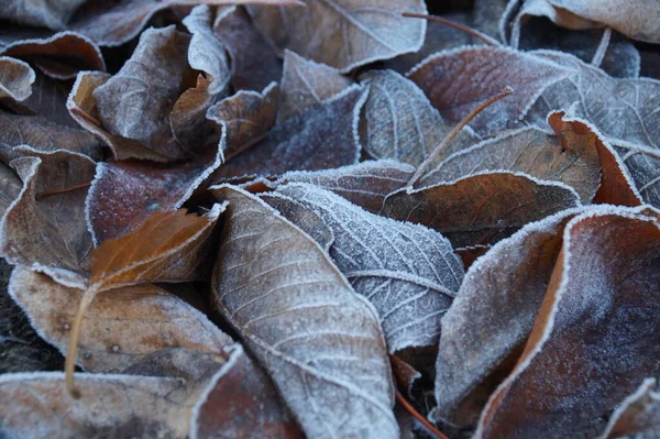 Fondo Hojas Caídas Principios Invierno — Foto de Stock