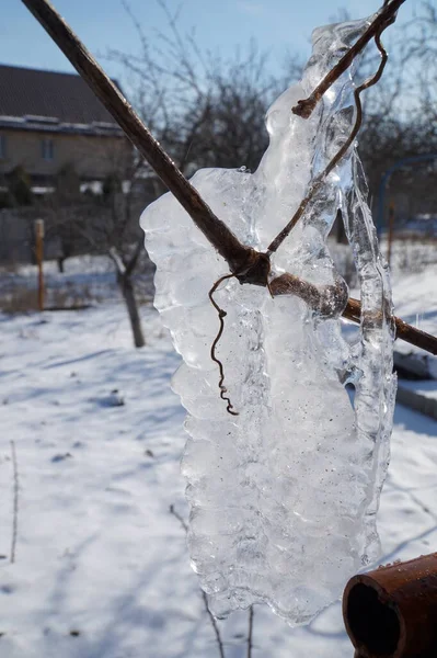 Hielo Congelado Una Rama Jardín — Foto de Stock