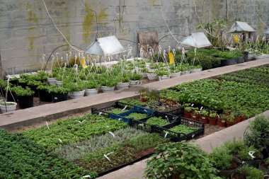 Dekoratif ve baharatlı bitkilerle dolu bir sera. Çömlek sıraları.  