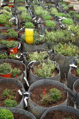 Dekoratif ve baharatlı bitkilerle dolu bir sera. Çömlek sıraları.  