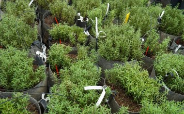 Dekoratif ve baharatlı bitkilerle dolu bir sera. Çömlek sıraları.  