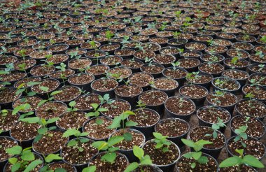 Dekoratif ve baharatlı bitkilerle dolu bir sera. Çömlek sıraları. 