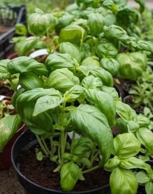 Bir demlikte baharat bitkisi Genoese Basil (Basilicum Genovese) 