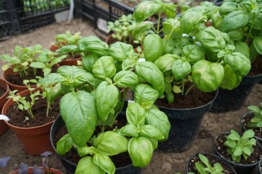 Bir demlikte baharat bitkisi Genoese Basil (Basilicum Genovese) 