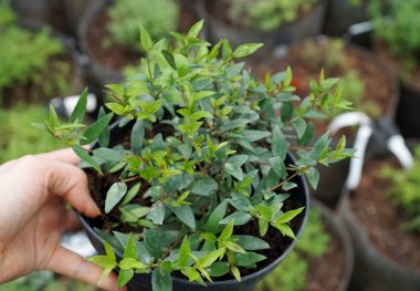 Baharatlı Myrtle ile serada bir demlik.   