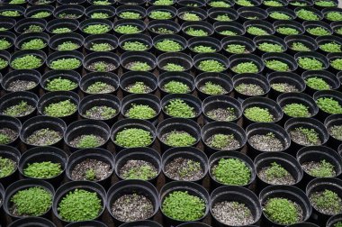 Süslü ve baharatlı bitkiler siyah kaplarda yetişir seralarda..   