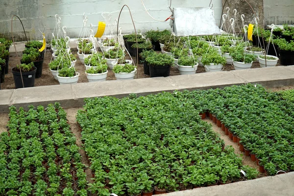 Invernadero Con Plantas Decorativas Especiadas Filas Ollas —  Fotos de Stock