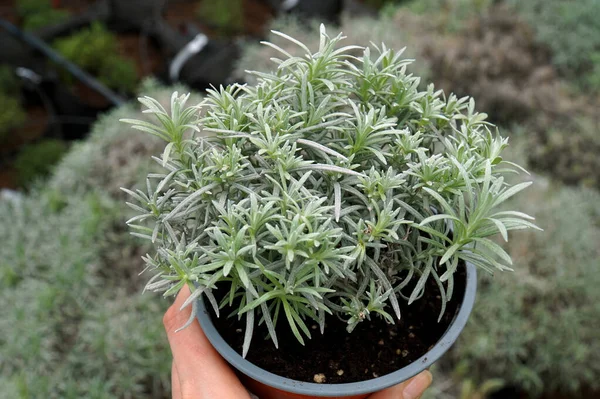 Planta Maceta Invernadero Curry Alto Helichrysum Augustifolia — Foto de Stock