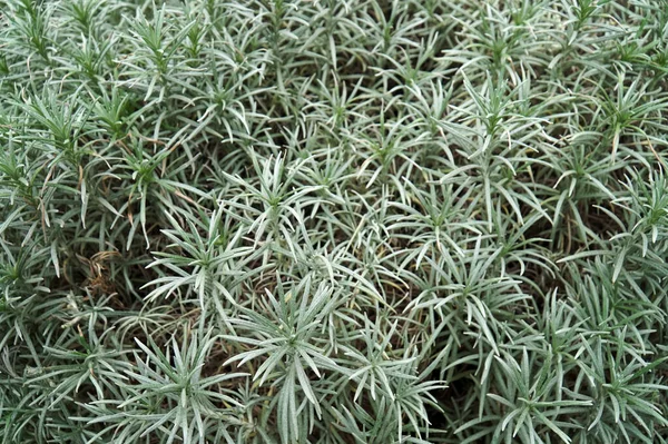 Planta Maceta Invernadero Curry Alto Helichrysum Augustifolia — Foto de Stock