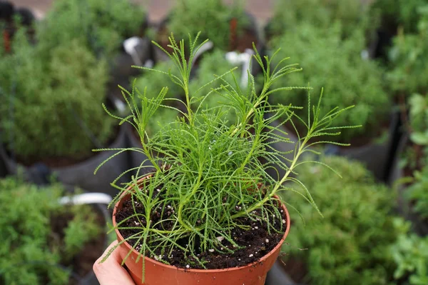 Maceta Invernadero Con Una Planta Picante Santolina Ciprés Verde — Foto de Stock