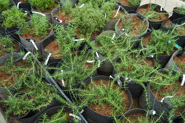 Macetas Con Romero Planta Picante Invernadero — Foto de Stock