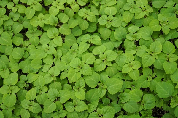 Salvia Leaf Carpet Greenhouse — Stock fotografie