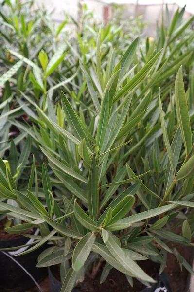 Pequeño Brote Invernadero Una Planta Ornamental Adelfa Ordinaria Nerium Oleander — Foto de Stock