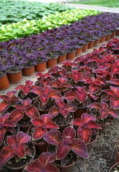 Plantage Van Decoratieve Plant Coleus Wizard Fluweel Rood — Stockfoto