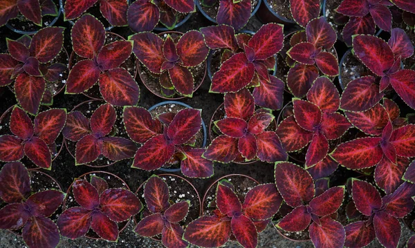 Plantage Van Decoratieve Plant Coleus Wizard Fluweel Rood — Stockfoto