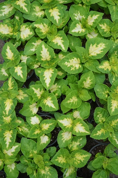 Achtergrond Van Bladeren Van Sierplant Graptophyllum Pictum — Stockfoto
