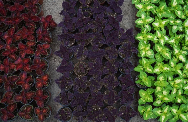 Rijen Kas Van Een Sierplant Coleus Van Verschillende Kleuren — Stockfoto