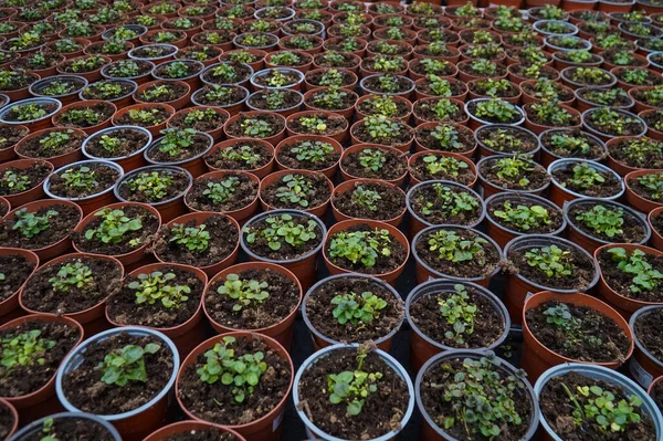 Växthus Med Dekorativa Och Kryddiga Växter Grytlappar — Stockfoto