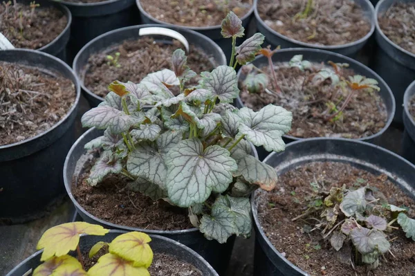 Kassenpotten Met Decoratieve Plant Heuchera Sanguinea — Stockfoto