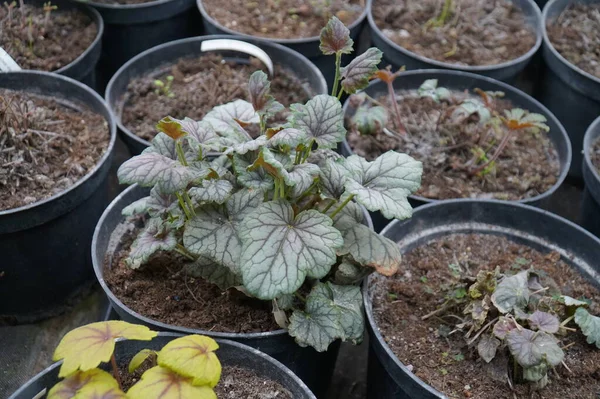 Växthuskrukor Med Dekorativ Växt Heuchera Sanguinea — Stockfoto