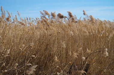 Sarı sazlıklar rüzgarda sallanıyor.