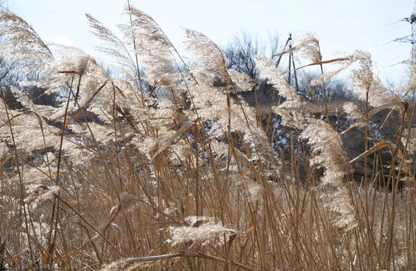 Yellow Reeds Sway Wind — Stock Photo, Image