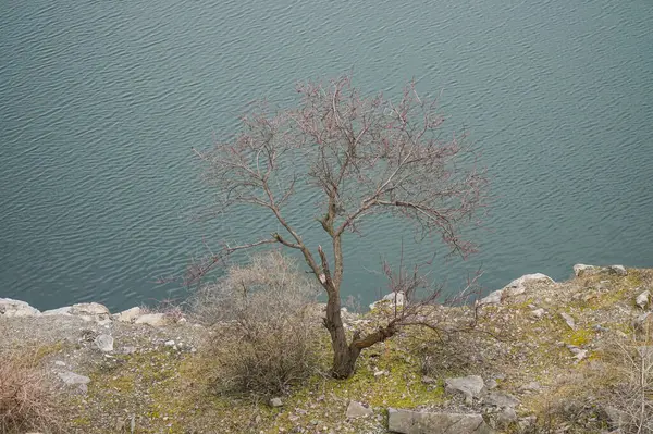 Árvore Solitária Beira Penhasco Inverno — Fotografia de Stock