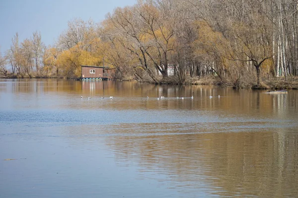 Vista Autunnale Della Riva Del Fiume Dnieper — Foto Stock