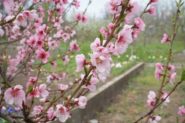 Hintergrund Aus Blühenden Rosa Pfirsichzweigen — Stockfoto