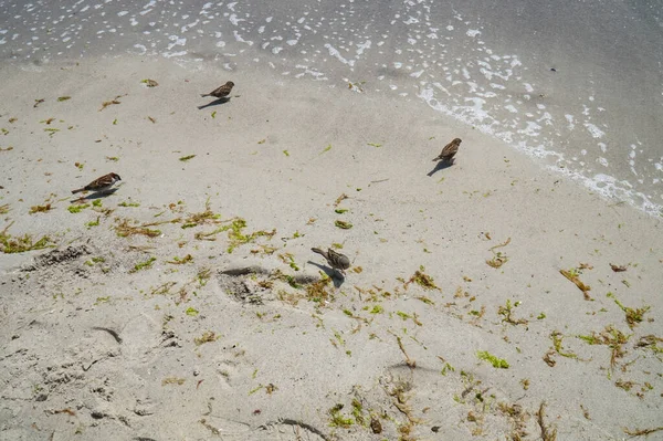砂や藻類の海岸沿いに群生するスズメ — ストック写真