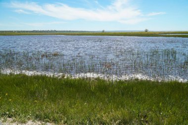 Calm water and green steppe of the Tiligulsky estuary reserve in the Odessa region.