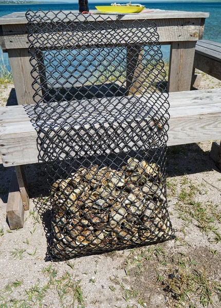 牡蠣を塩水で育てるビニール袋 — ストック写真