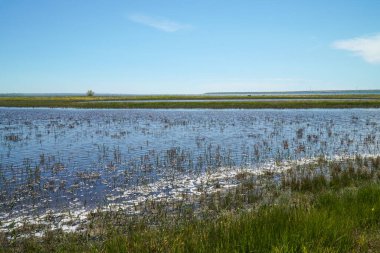 Yeşil bozkır. Tiligul Kıyı Kıyısı.