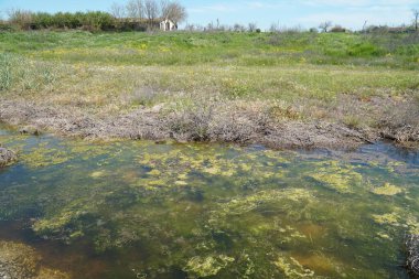 Açık bir günde bataklığın pitoresk yüzeyi
