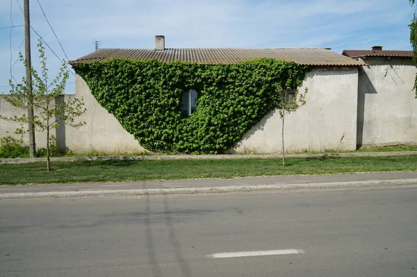 一座建筑物或栅栏被常春藤覆盖着 — 图库照片