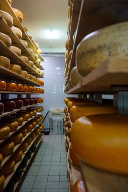 Süt deposunda olgunlaşan peynirler..