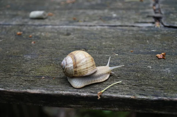 一只大蜗牛在木头表面爬行 — 图库照片